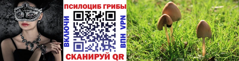 мега сайт  Гвардейск  Псилоцибиновые грибы GOLDEN TEACHER 